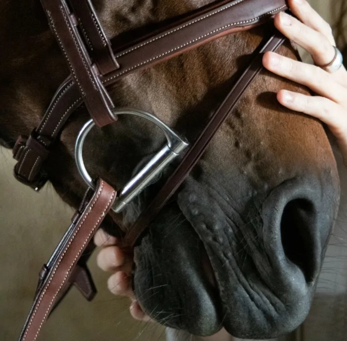 Signature By Antarès Flash Bridle