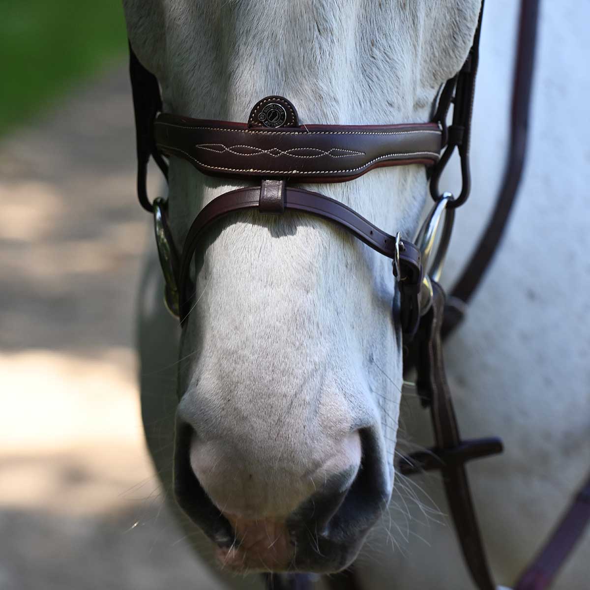 Signature By Antarès Flash Bridle